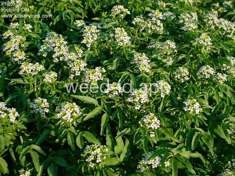 watercress